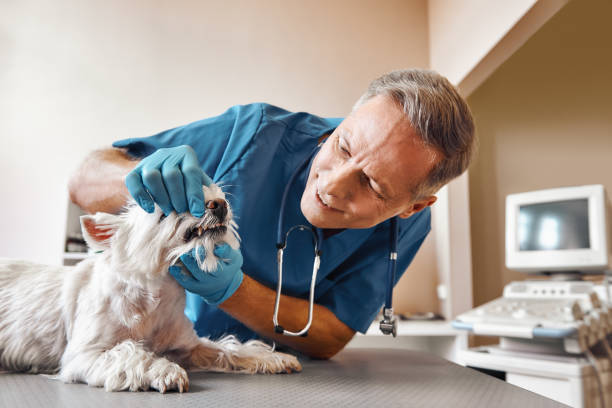 Best Emergency Denture Repair in Marysville, PA